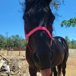 Meet your Posher, Jesseemay